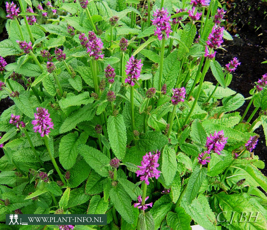 Stachys monnieri 'Hummelo' P9