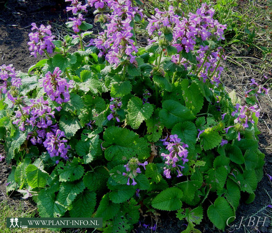 Stachys grandiflora 'Superba' P9