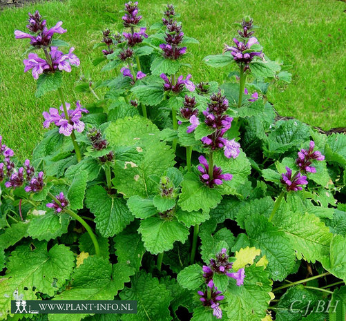 Stachys grandiflora 'Superba' P9