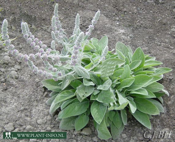 Stachys byzantina 'Big Ears' P9