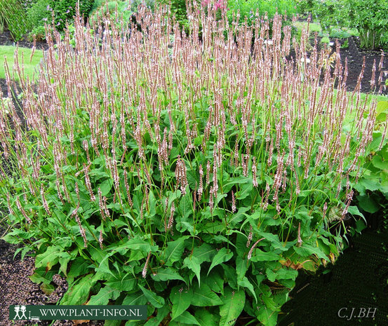 Persicaria amp. 'Rosea' P9