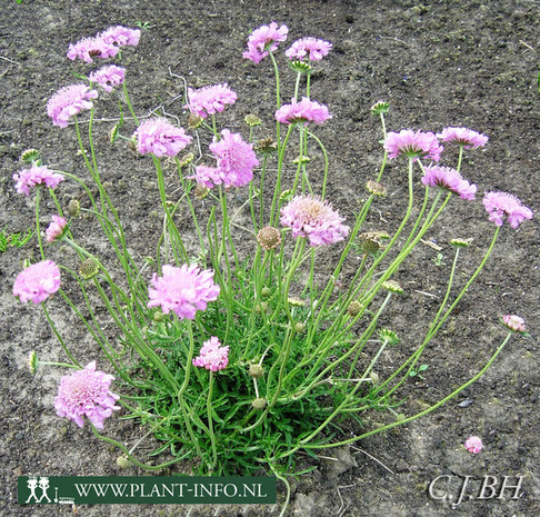 Scabiosa col. 'Pink Mist' P9