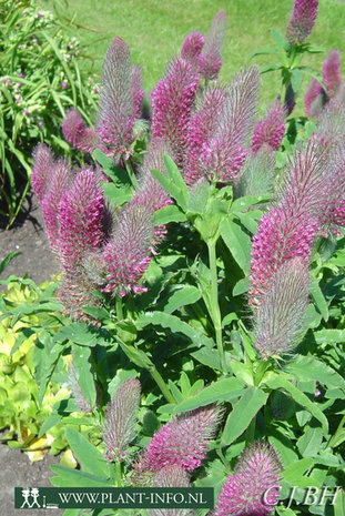 Trifolium rubens P9