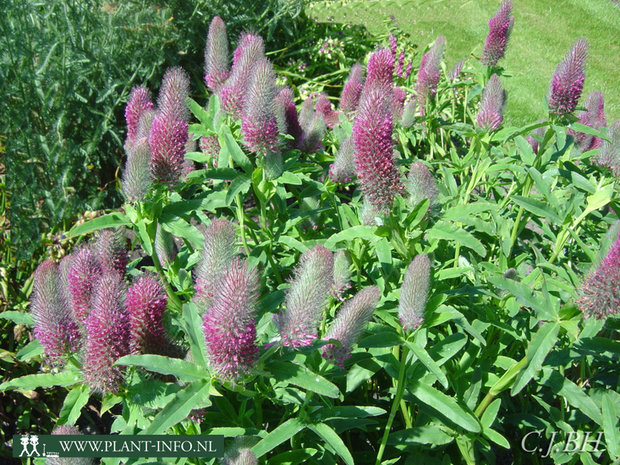 Trifolium rubens P9