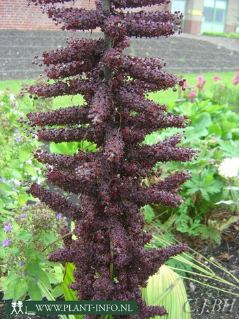 Veratrum nigrum P9