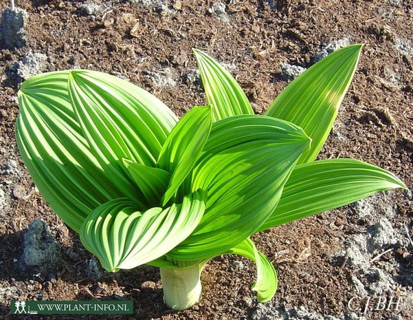 Veratrum nigrum P9