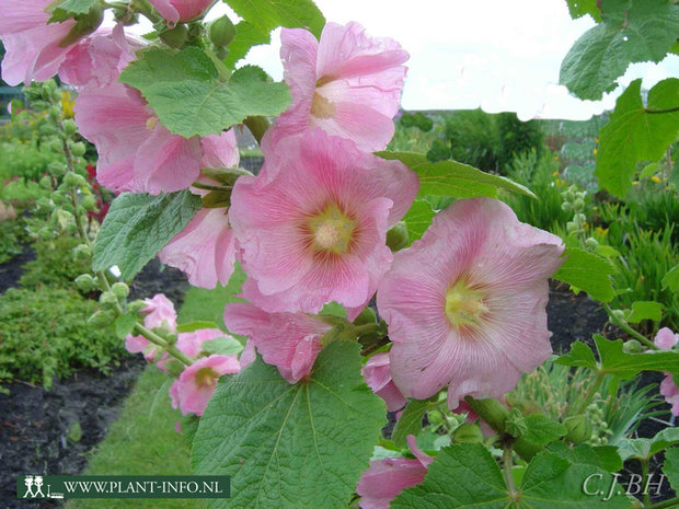 Alcea ficifolia P9