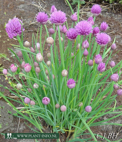 Allium schoenoprasum P9