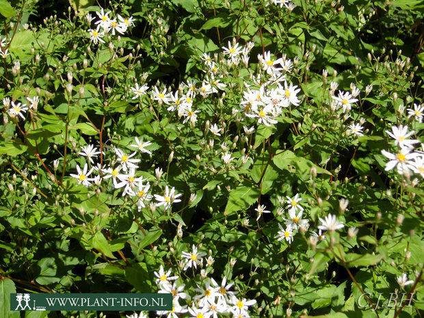 Aster divaricatus P9