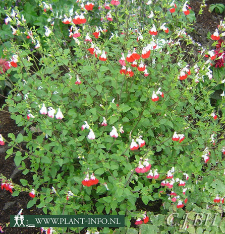 Salvia microphylla 'Hotlips' P9