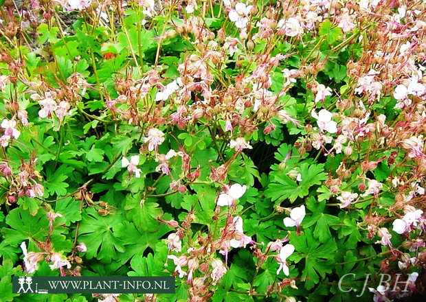 Geranium cantabrigiense 'Biokovo' P9