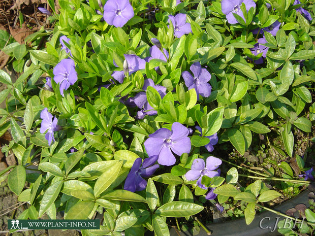 Vinca minor 'La Grave' P9