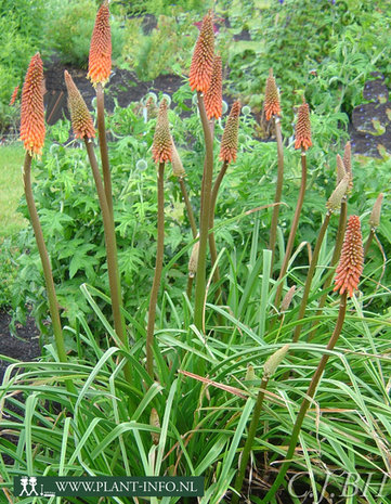 Kniphofia 'Alcazar' P9