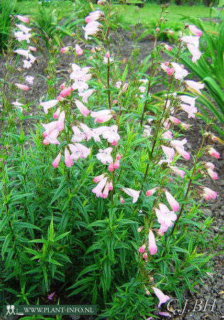 Penstemon 'Apple Blossom' P9