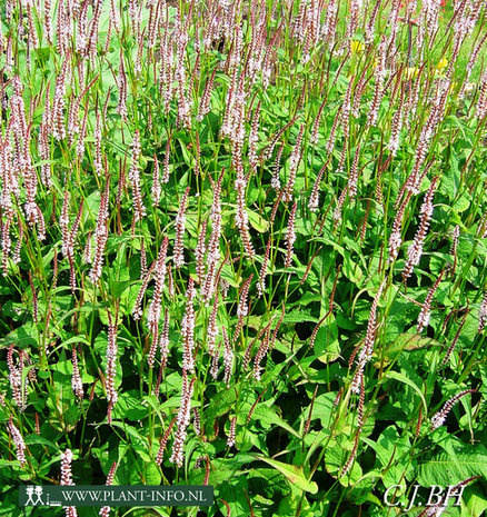 Persicaria amp. 'Rosea' P9