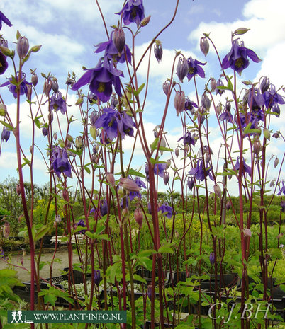 Aquilegia vulgaris P9