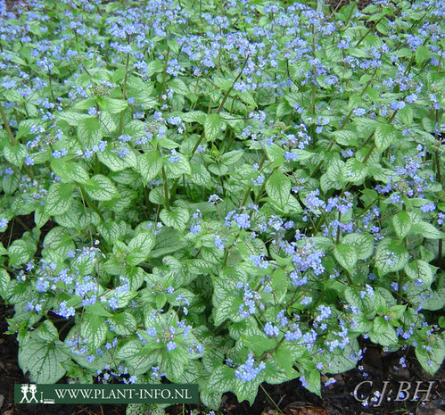 Brunnera m. 'Jack Frost' (R) P9