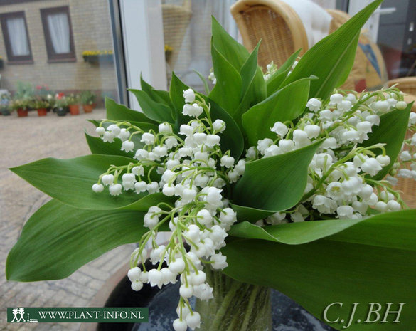 Convallaria majalis P9