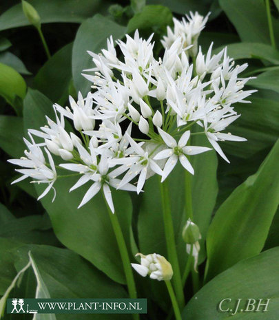 Allium ursinum P9