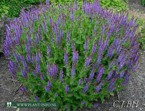 Salvia nemorosa 'Blauhügel' P9