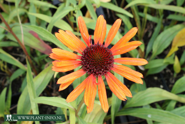 Echinacea p. 'Flame Thrower' ® P9