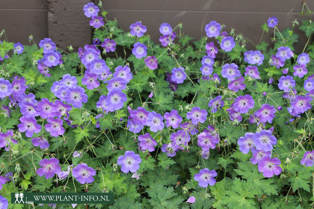 Geranium 'Rozanne' ® P9