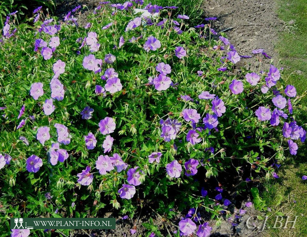 Geranium 'Rozanne' ® P9