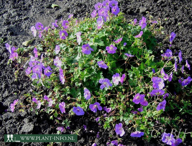 Geranium 'Rozanne' ® P9