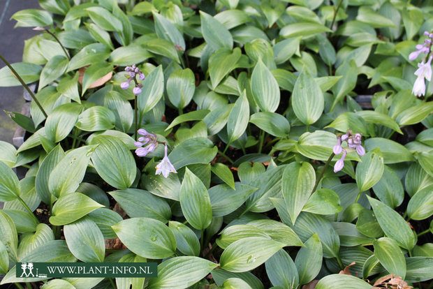 Hosta 'Devon Green' P9