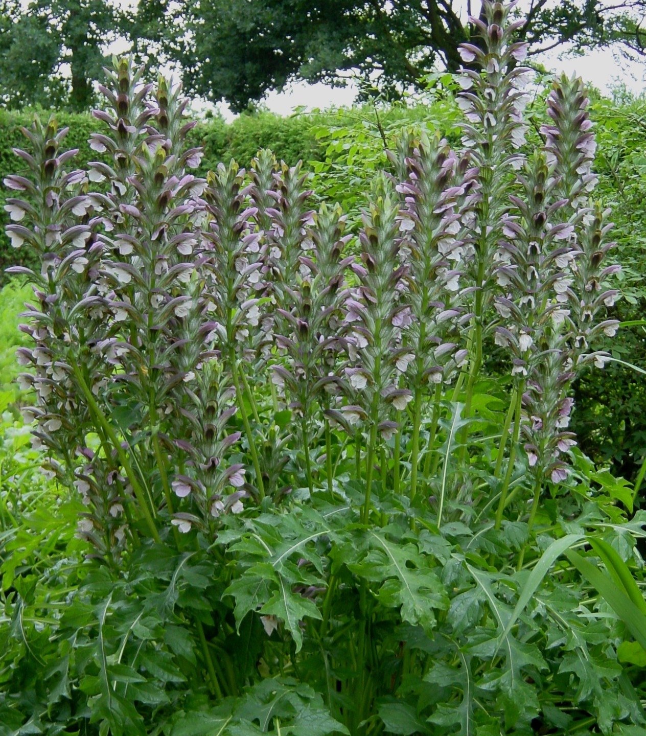 Acanthus