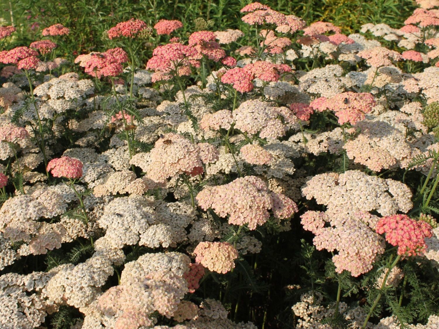 Achillea