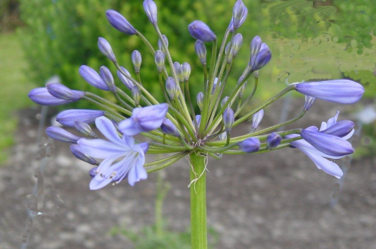 Agapanthus