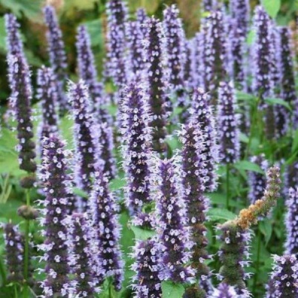 Agastache