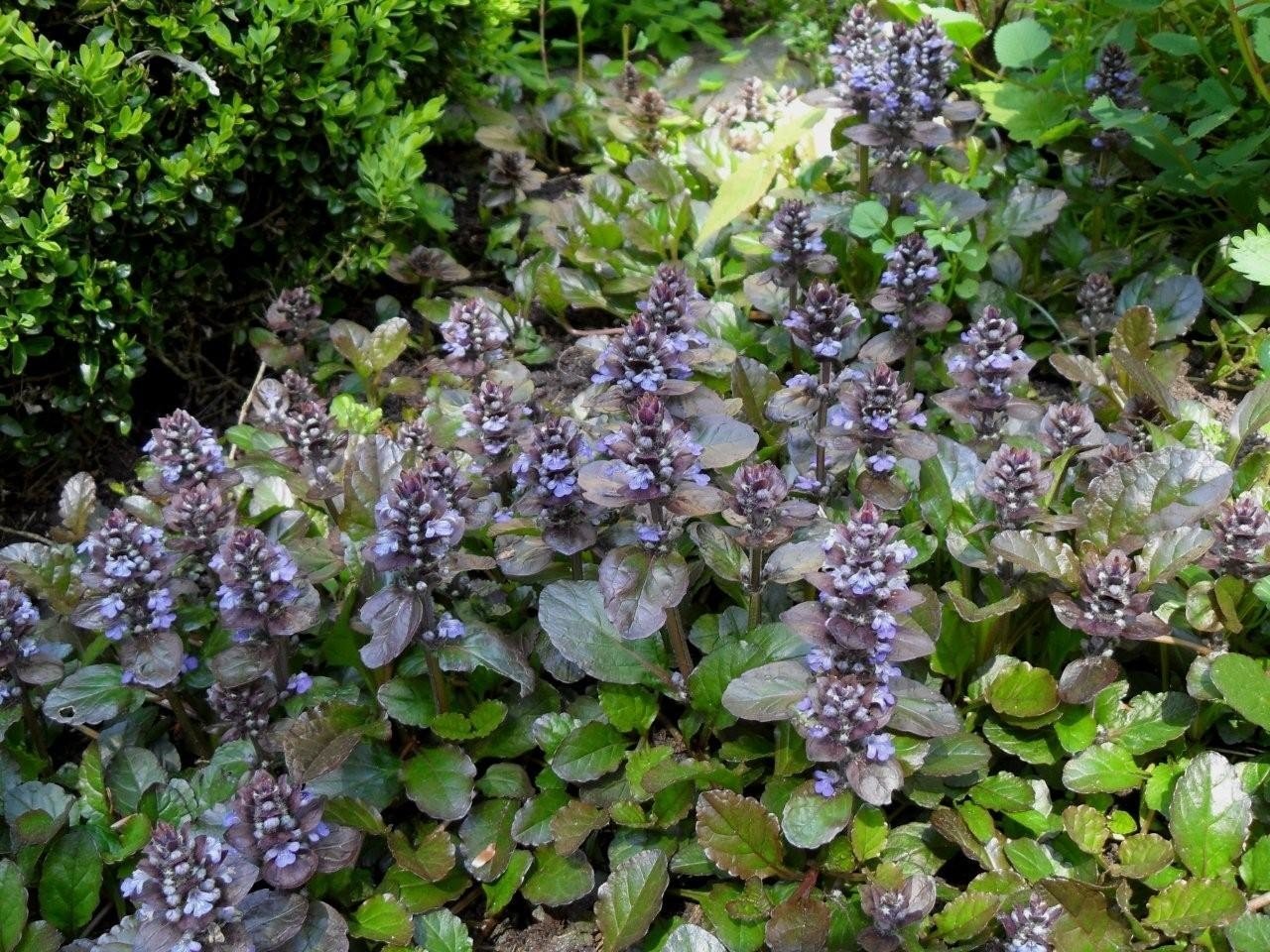 Ajuga