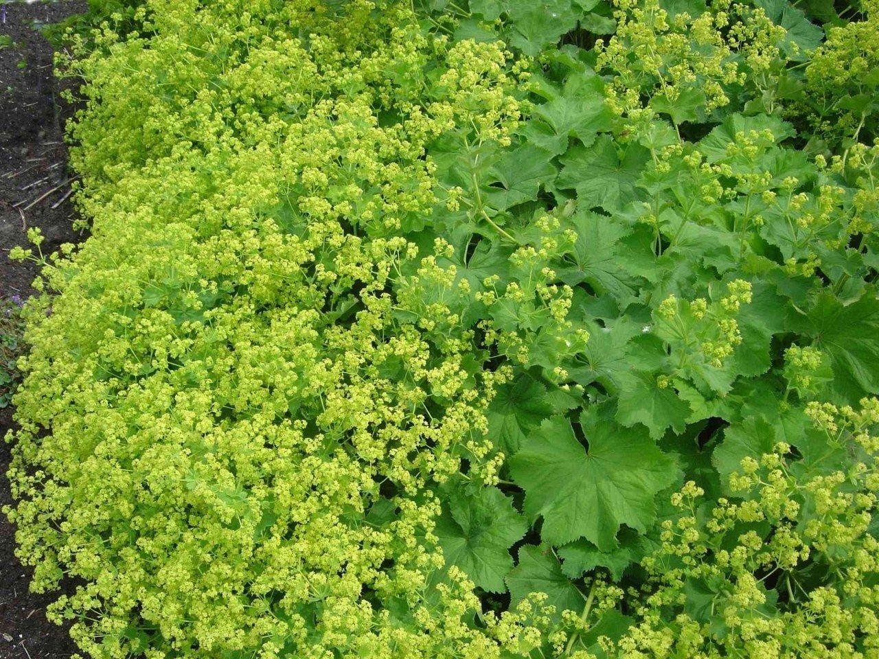 Alchemilla