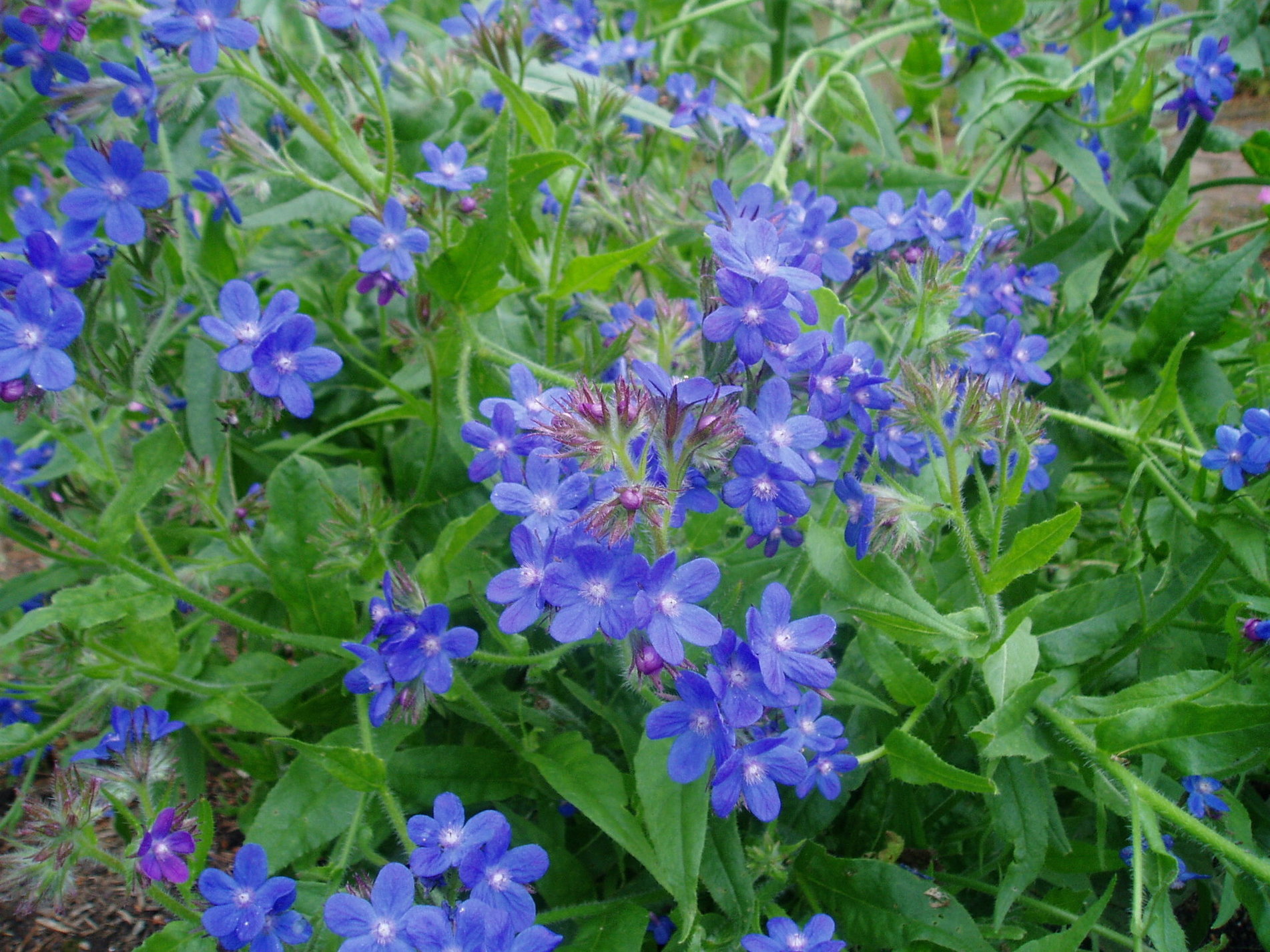 Anchusa