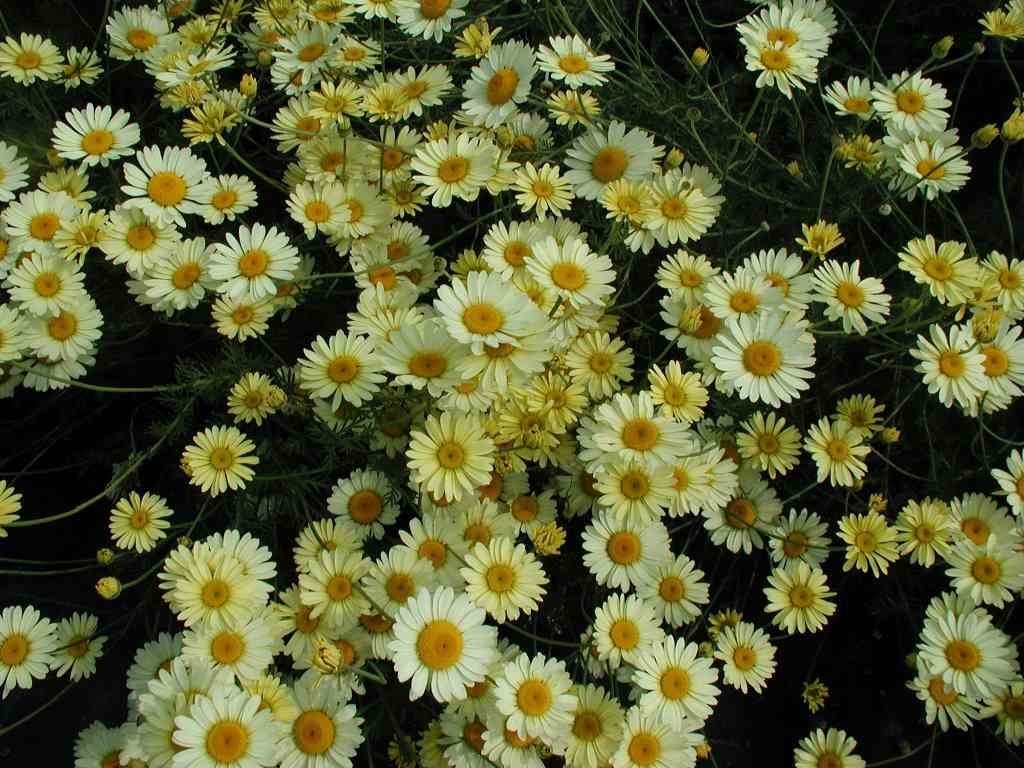 Anthemis