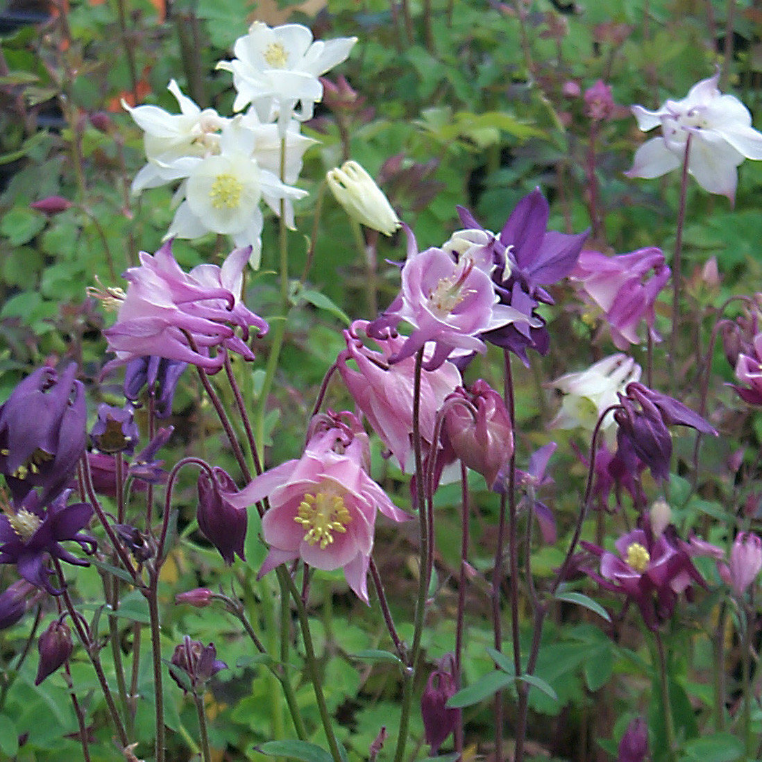 Aquilegia