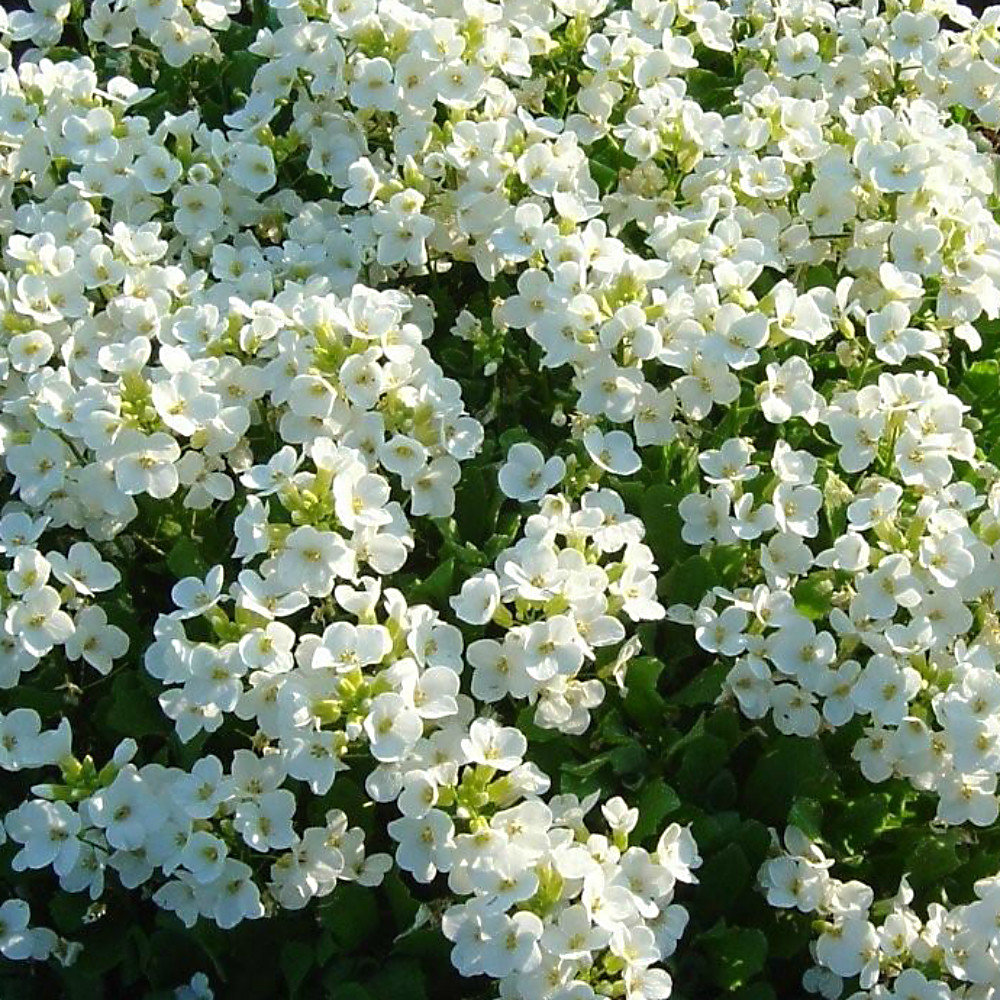 Arabis