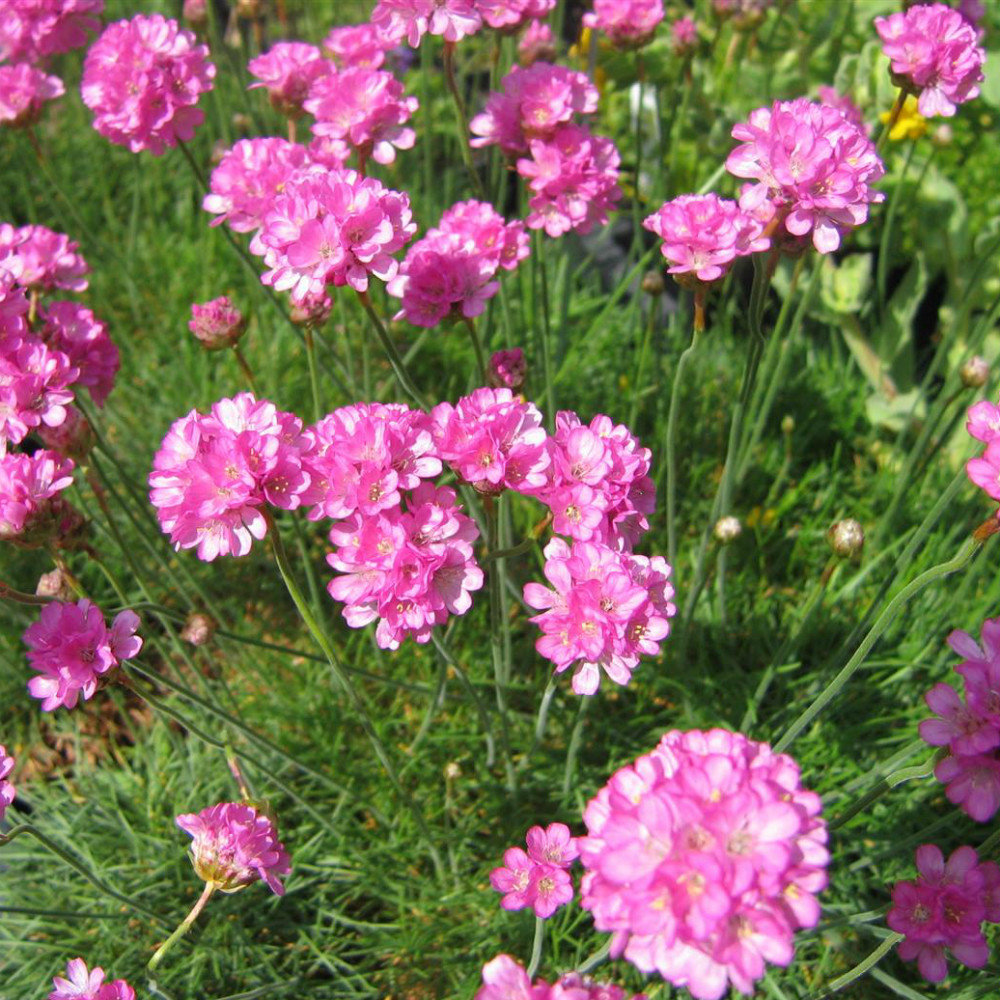 Armeria