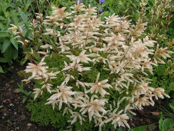 Aruncus