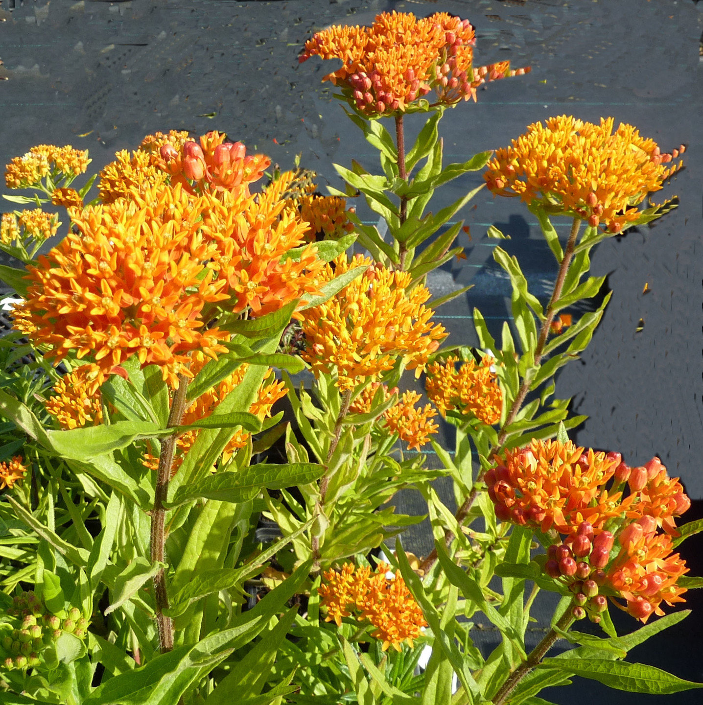 Asclepias