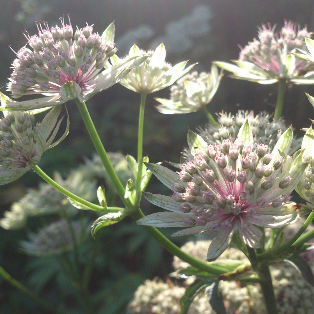 Astrantia