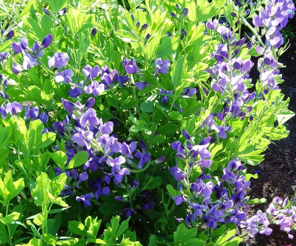 Baptisia