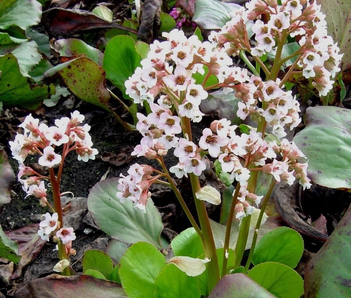 Bergenia