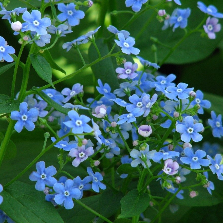 Brunnera