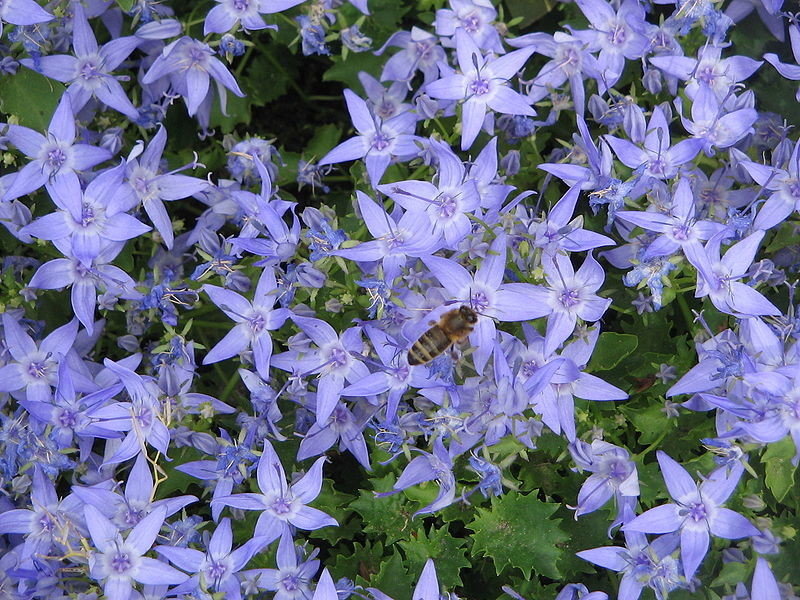 Campanula