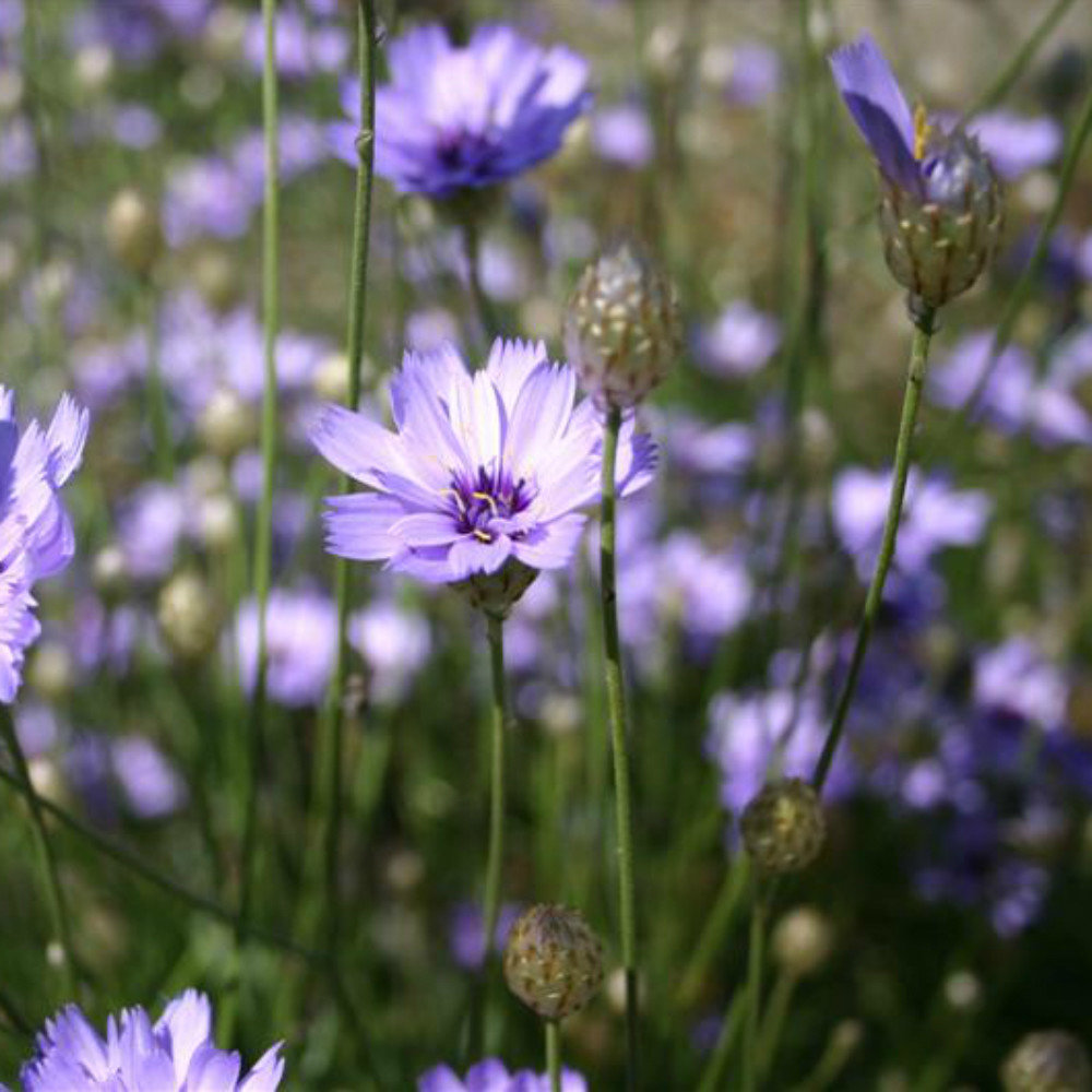 Catananche