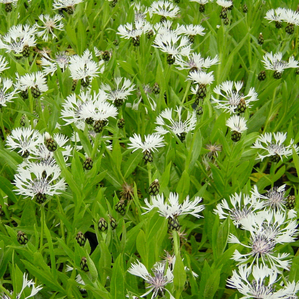 Centaurea