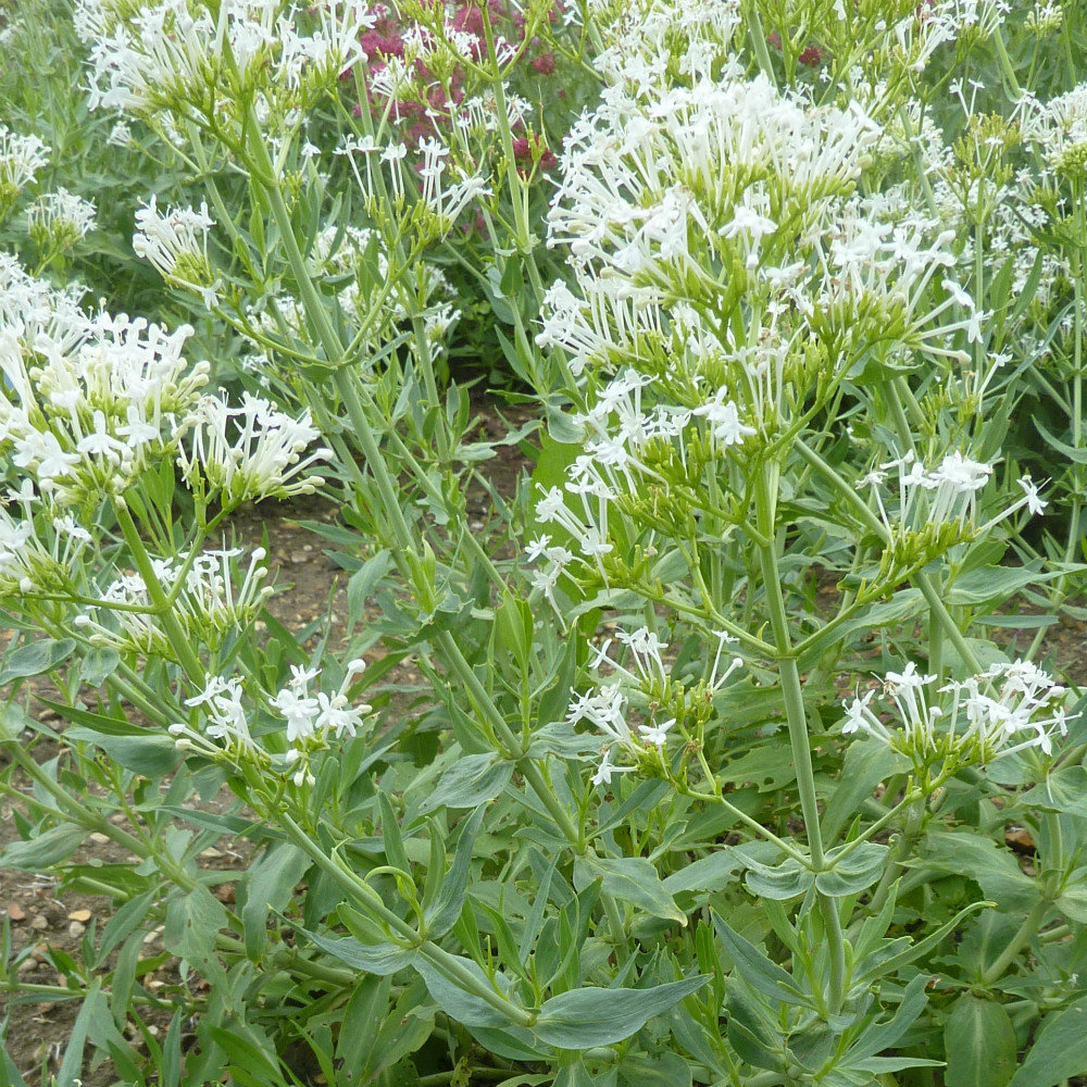 Centranthus